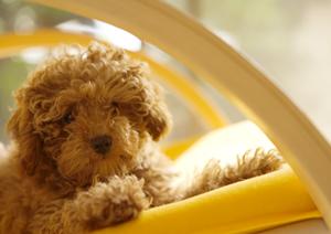 愛犬のための知育玩具が買える通販サイト