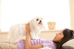 愛犬の健康を守るための療法食ガイド：最適な選び方とおすすめ商品一覧