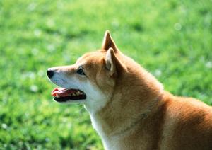 ふけを防ぐ犬用ローションの魅力