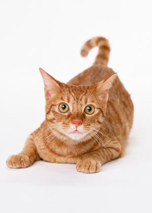 平塚で信頼性が高い動物病院に行こう